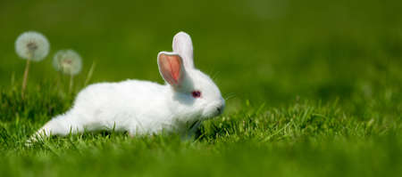 Little white rabbit on green grass in summer dayの写真素材