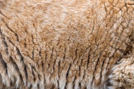 Close up real lion cub skin texture