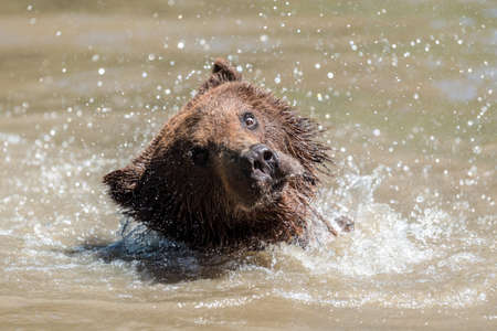 Brown Bear (Ursus arctos) swimming in a waterの写真素材