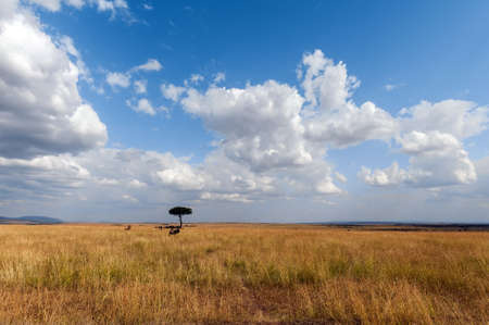 Savannah landscape in the National park of Kenya, Africaの写真素材