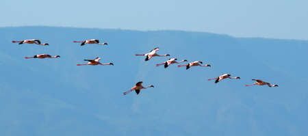 Flock of flamingos wading in the shallow lagoon waterの写真素材