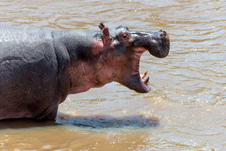 Hippo family (Hippopotamus amphibius) in the river. National park of Kenya, Africa