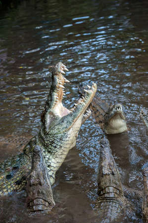 Big crocodile in National park of Kenya, Africa