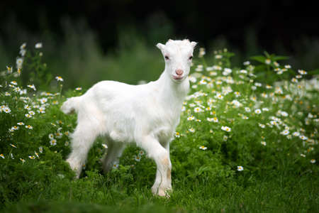 White baby goat standing on green grass with yellow flowersの写真素材
