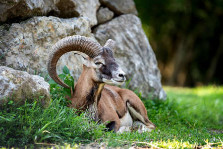 Big european moufflon in the nature habitatの写真素材