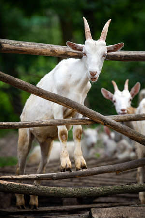 Goat head in the cage on a farmの写真素材
