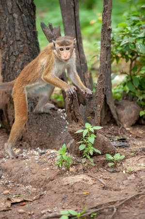 Monkey in the living nature. Country of Sri Lankaの写真素材