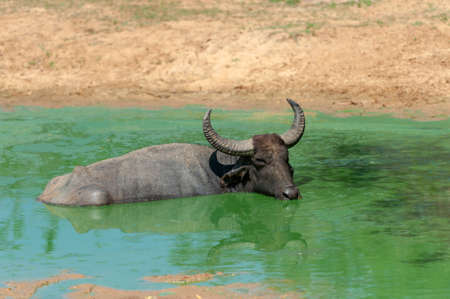 Water buffalo are bathing in a lake in Sri Lankaの写真素材