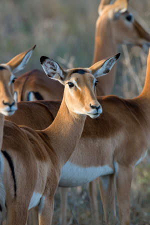Impala on savanna in National park of Africa, Kenyaの写真素材