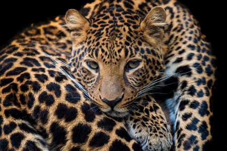 Close up young leopard portrait