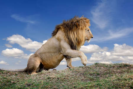 Close lion in National park of Kenya, Africaの写真素材
