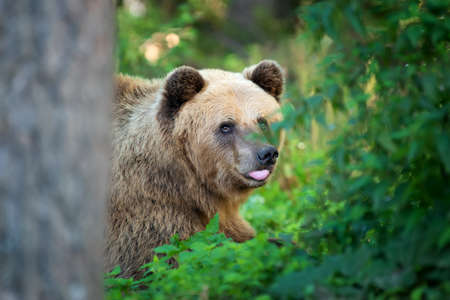 Big drown bear in the forest