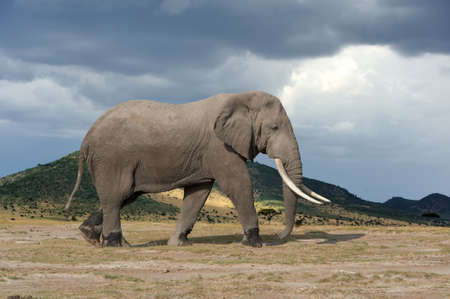 Elephant in National park of Kenya, Africaの写真素材