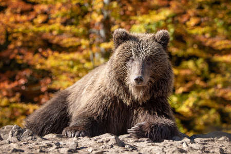 Big bear (Ursus arctos) in autumn forestの写真素材