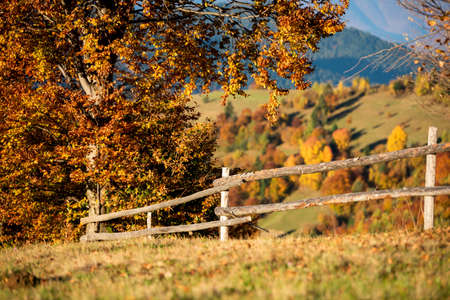 Beautiful landscape with magic autumn trees and fallen leaves in the mountainsの写真素材