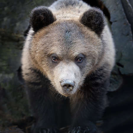 Close up bear cub  (Ursus arctos) portrait in forestの写真素材