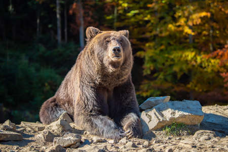 Big bear (Ursus arctos) in autumn forestの写真素材