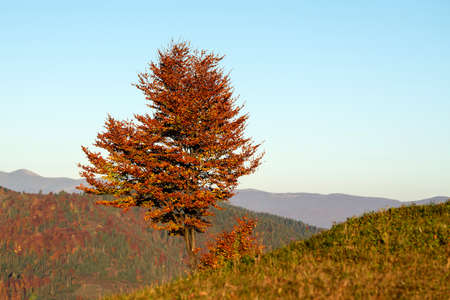 Beautiful landscape with magic autumn trees and fallen leaves in the mountainsの写真素材