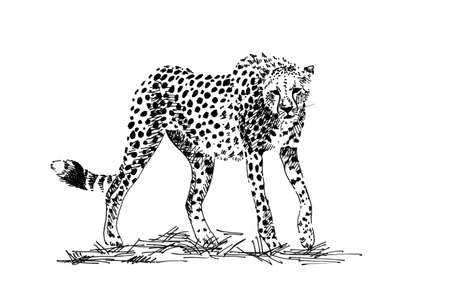 Cheetah hand drawn illustrations (originals, no tracing)の写真素材