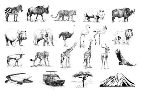 Set of many african animals and car, tree, mountain hand drawn illustrations (originals, no tracing)の写真素材