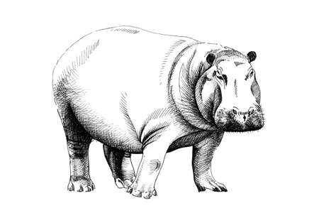 Hippo hand drawn illustrations (originals, no tracing)の写真素材