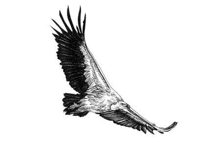 Vulture hand drawn illustrations (originals, no tracing)の写真素材