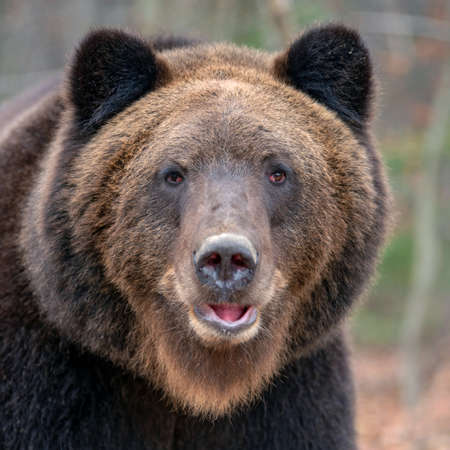 Close up portrait big brown bear in autumn forestの写真素材