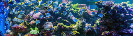 Great underwater world fish in aquariumの写真素材