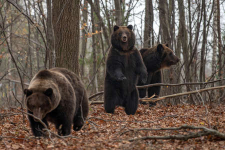 Brown bear (Ursus arctos) standing on his hind legs in the autumn forestの写真素材