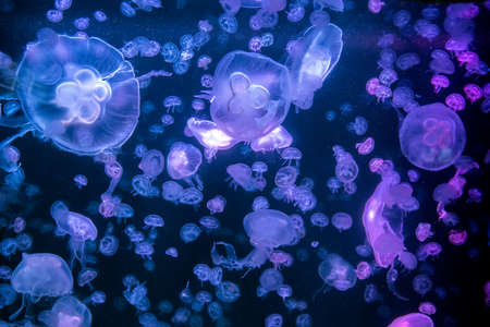 Aurelia jellyfish aurita colored translucent color and dark backgroundの写真素材