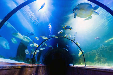 Beautiful underwater tunnel in oceanarium