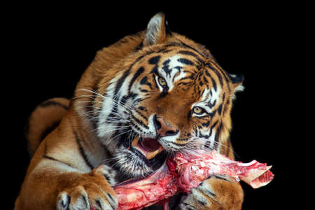 Close tiger eating meat on black backgroundの写真素材