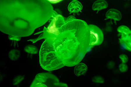 Aurelia jellyfish aurita colored translucent color and dark backgroundの写真素材