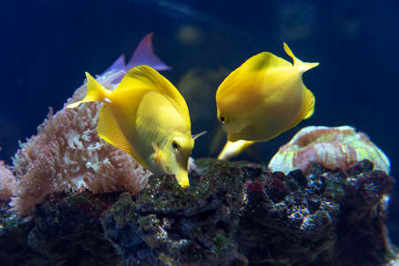 Yellow tang with coral reef (Zebrasoma flavescens) in aquariumの写真素材