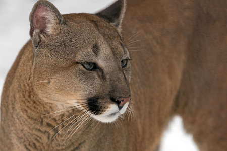 Portrait of a cougar, mountain lionの写真素材