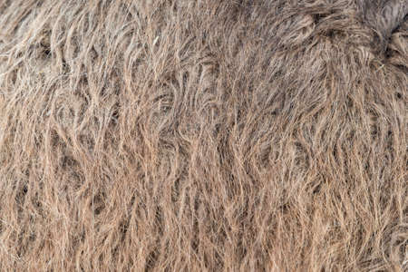 Camel fur background texture image background