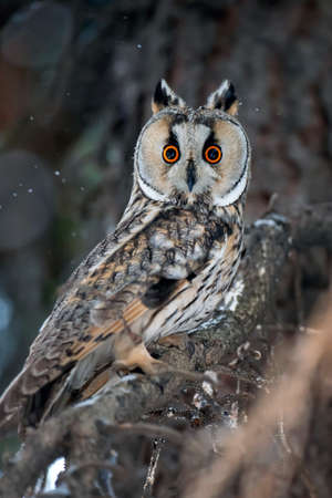 Owl sit in a tree and looking on the the camera in winter timeの写真素材