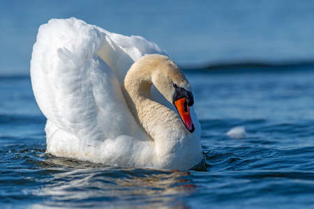 Swan on blue lake water in sunny day, swan on pondの写真素材