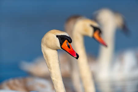 Swan on blue lake water in sunny day, swan on pondの写真素材