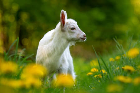 White baby goat standing on green grass with yellow flowersの写真素材