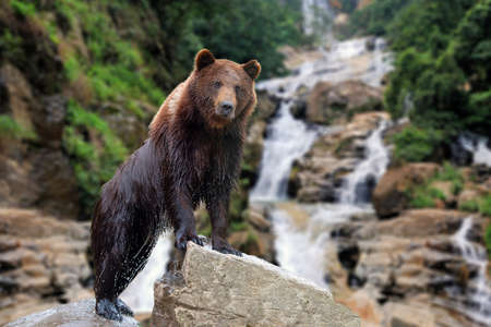 Bear stands on a stone on the background of a waterfallの写真素材