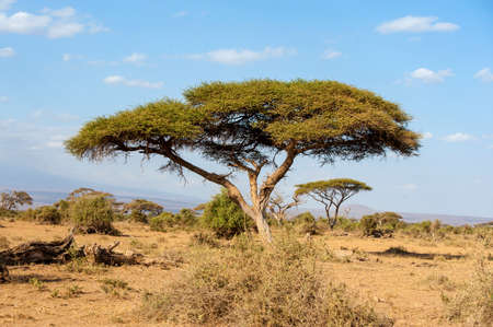 Beautiful landscape with nobody tree in Africaの写真素材
