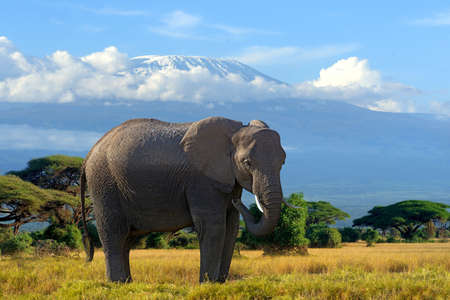 Elephant on Kilimanjaro mount background in National park of Kenya, Africaの写真素材