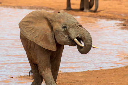 Elephant in water. National park of Kenya, Africaの写真素材