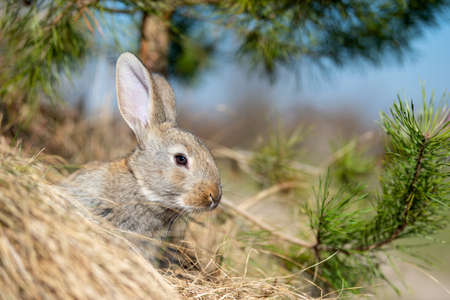Rabbit hare while in grass in summer time