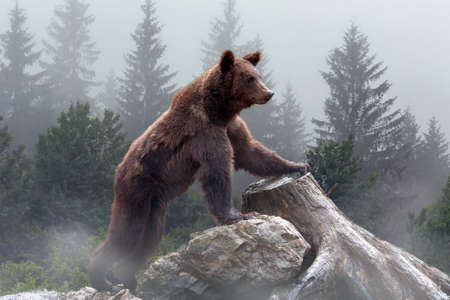 Brown bear in the misty fog arctic taiga forest in background