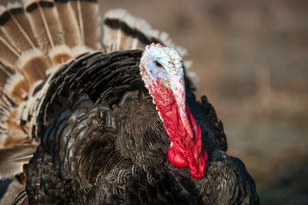 Close turkey cock on grass at village courtyard