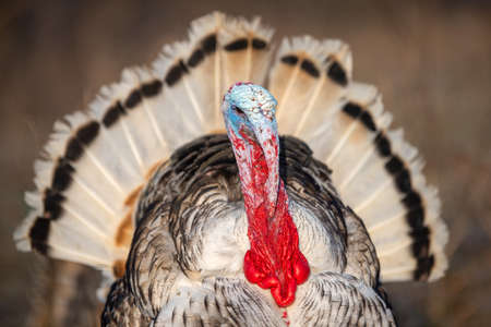 Close turkey cock on grass at village courtyardの写真素材
