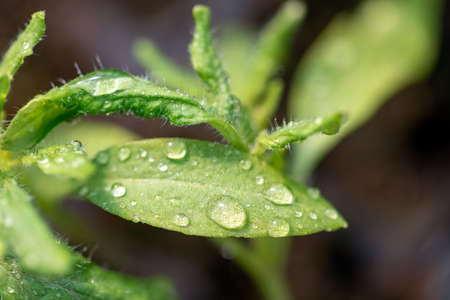 Fresh plant with dew drops close up in garden