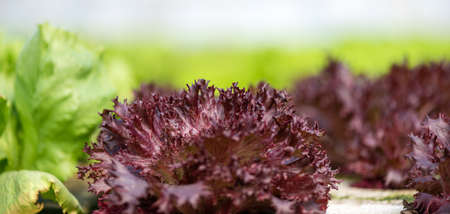 Grow salad in greenhouse pure eco frendly agriculture 